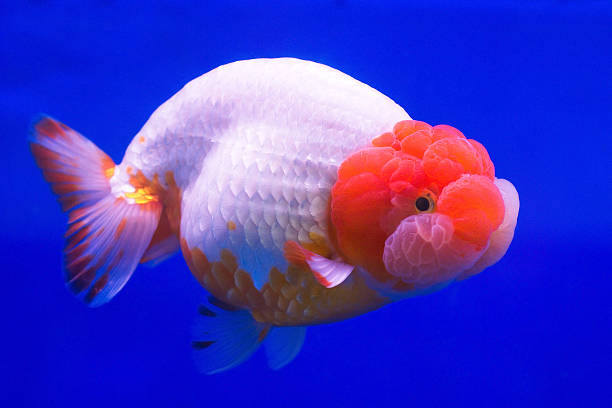 Goldfish Emotional Behaviour 