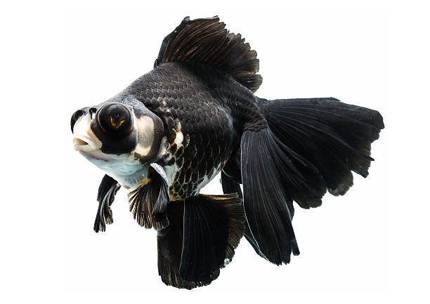 Hardiest Goldfish Variety