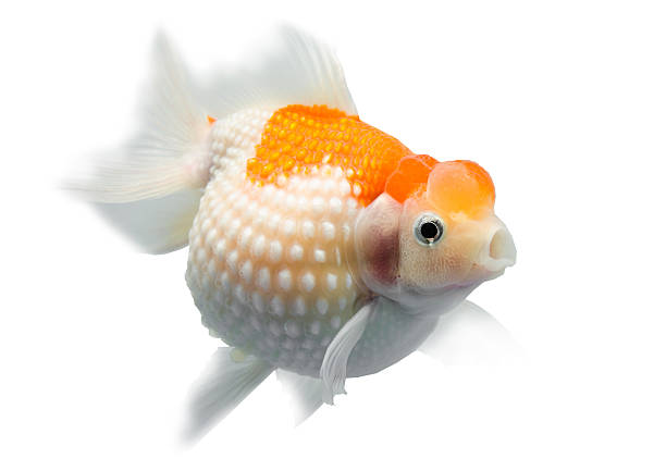 Giant Goldfish Growth Guide