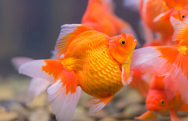 Beginners for Ryukin goldfish