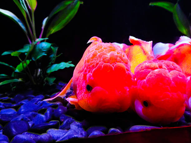 Oranda Vs Ranchu Goldfish 