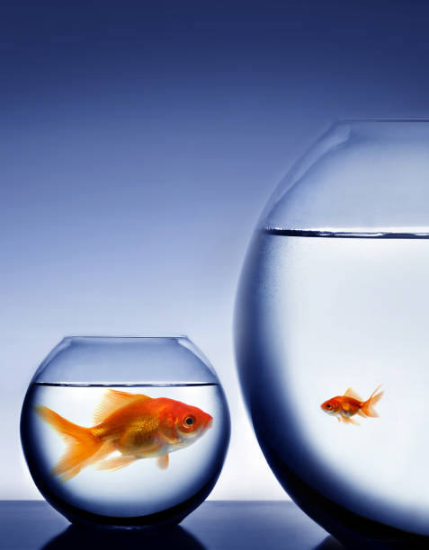 very big Goldfish 