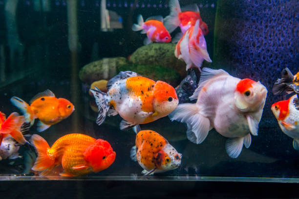 Best goldfish varieties