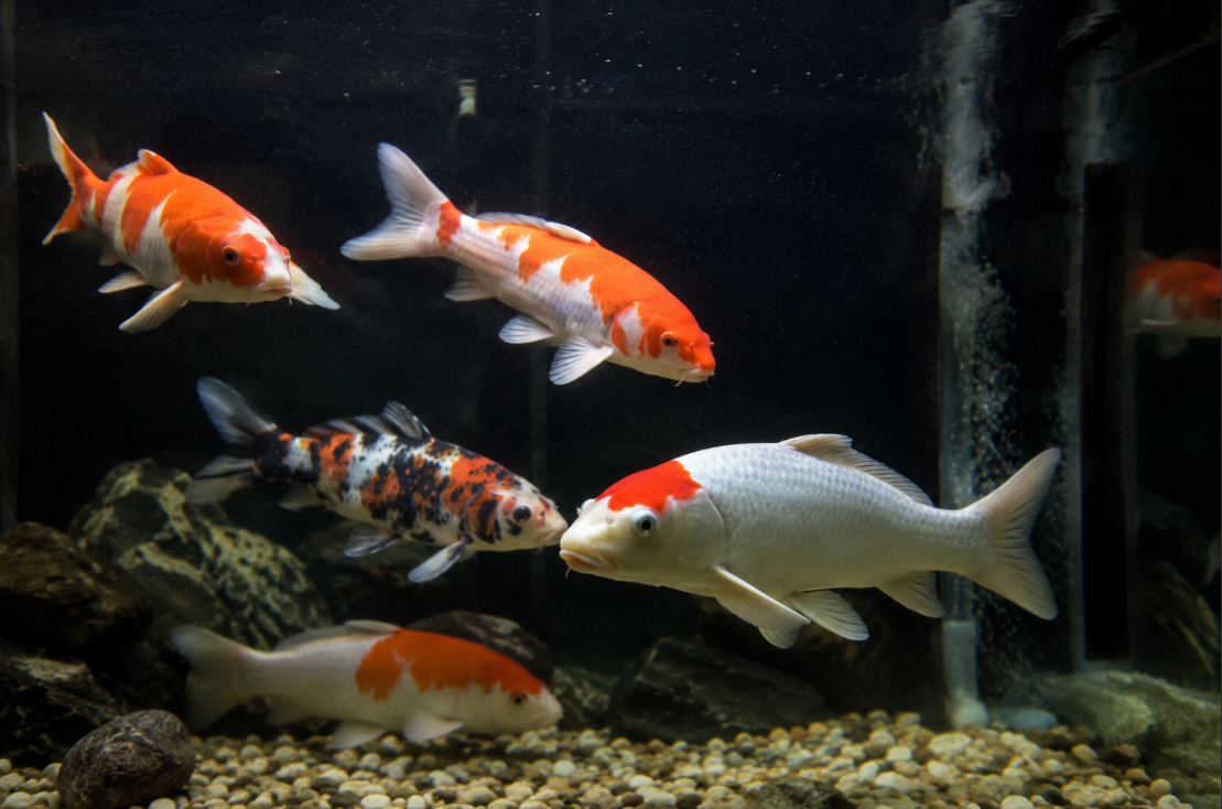 Indoor Koi Care 