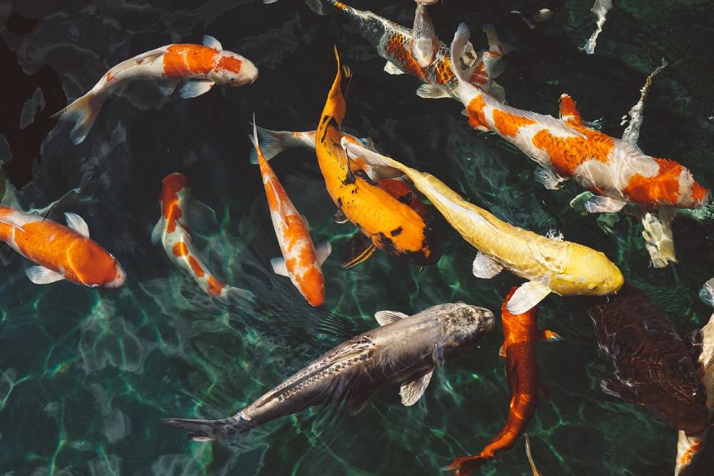 Common Koi Fish Diseases and Their Treatments: A Complete Guide