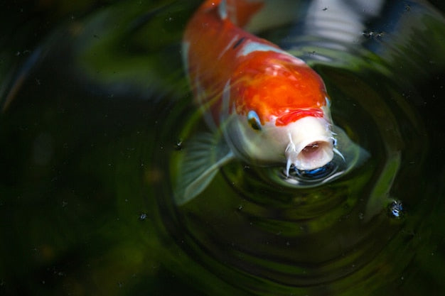 Seasonal Koi Feeding Guide 