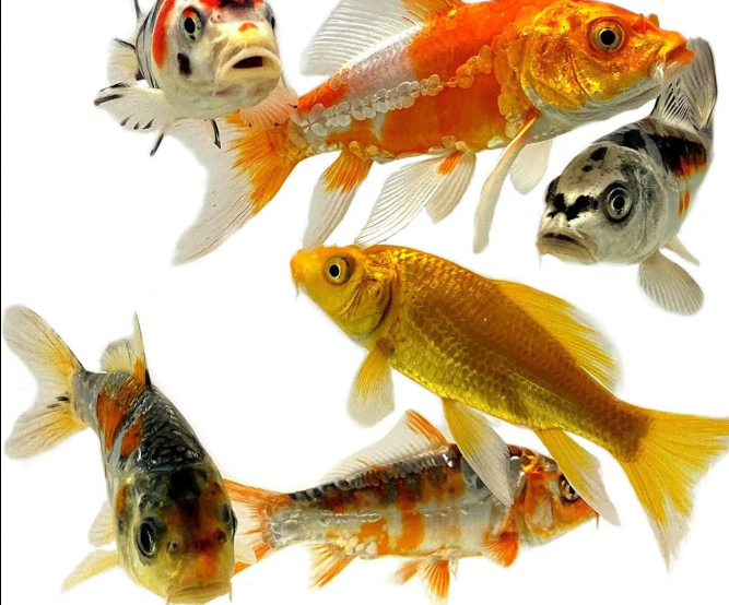 Koi Fish Goldfish Pond 