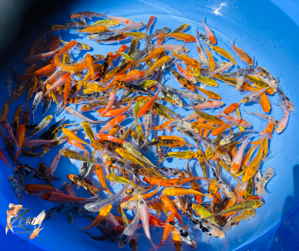 5 Helpful Tips to Raise Happy & Healthy Koi Fish