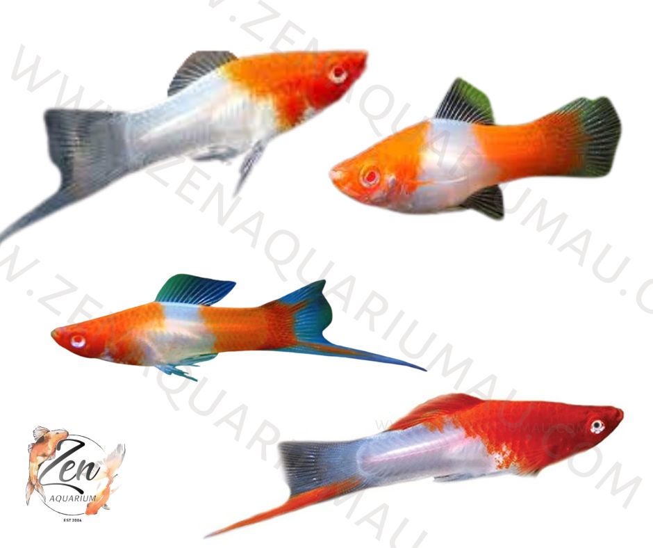 En Garde! 5 Quick Tips to Care for Swordtails