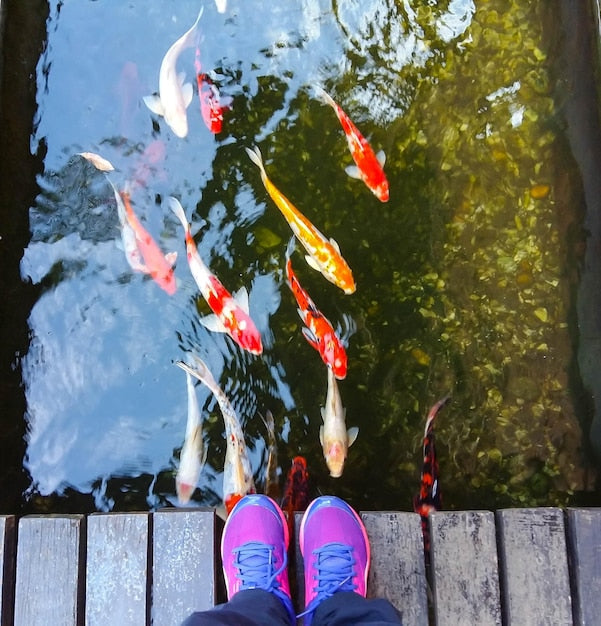 Koi Fish Diseases in Pond