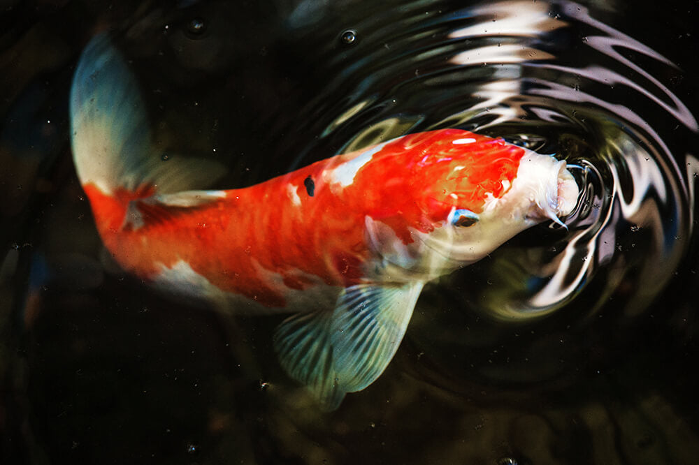 Keep Your Koi Calm – Avoid These Stress Triggers in New Tanks