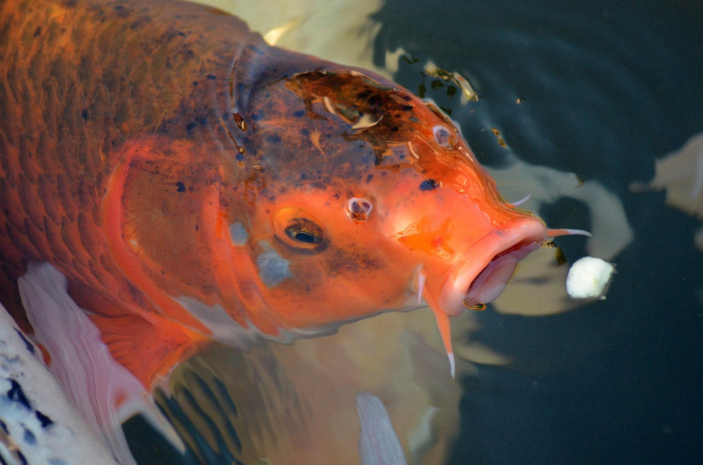Winter Koi Fish Care