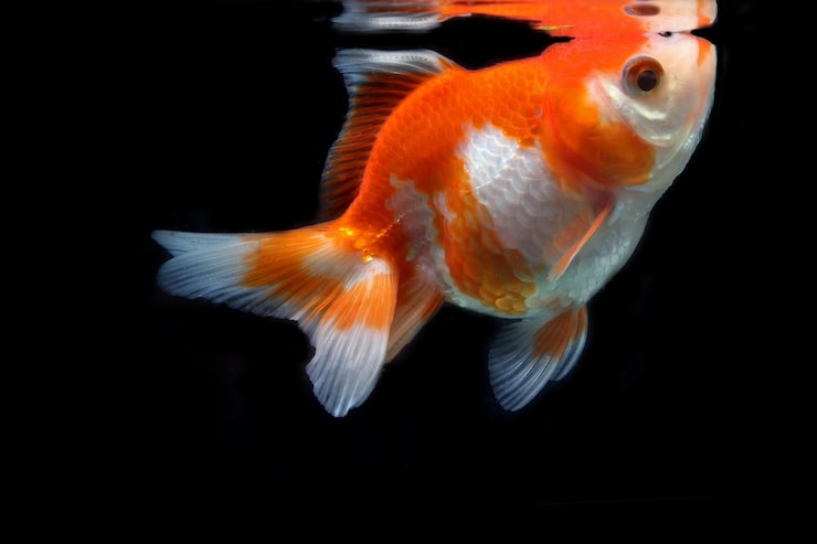 Beginner Blunders for Fancy Goldfish