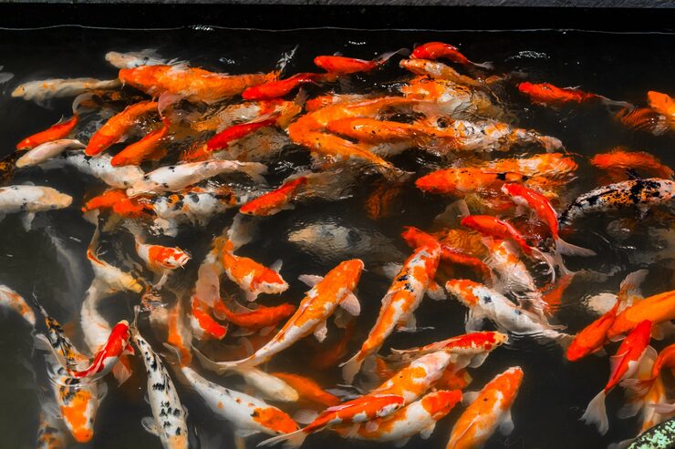 Koi Fish Legal in Australia