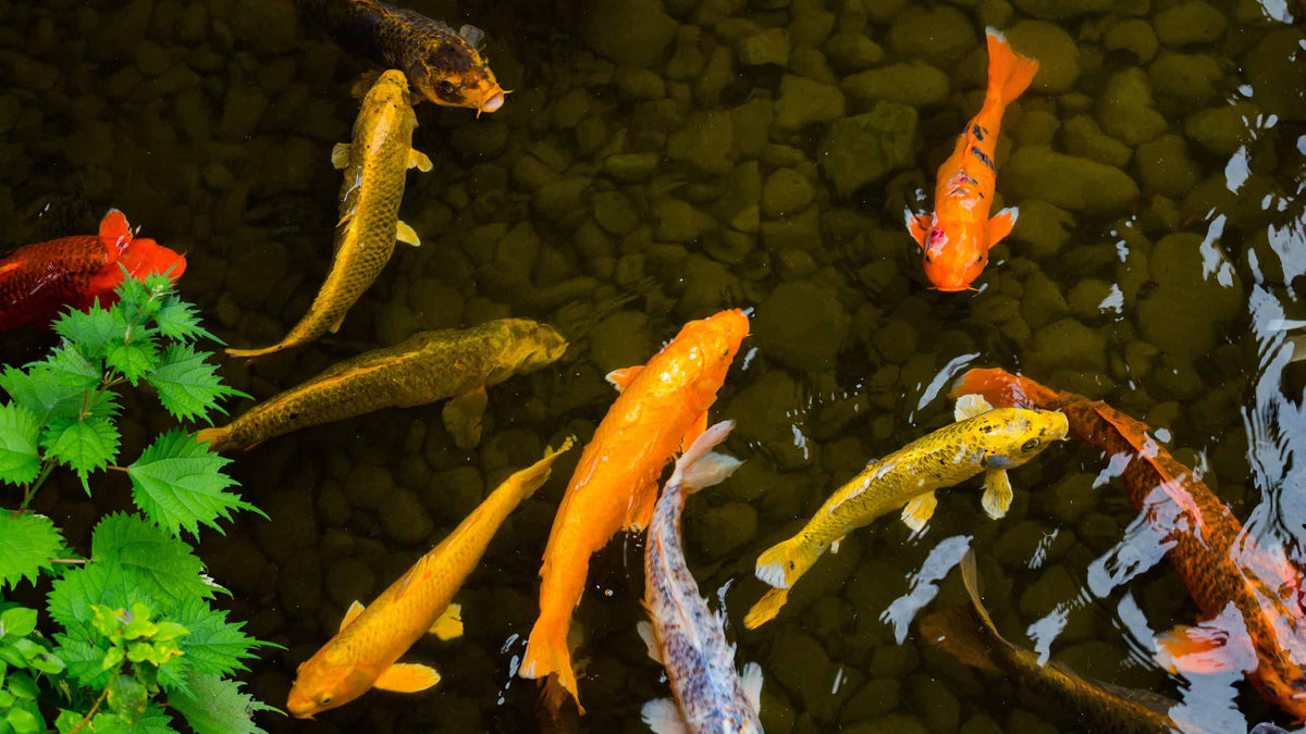 Best Pond Plants 