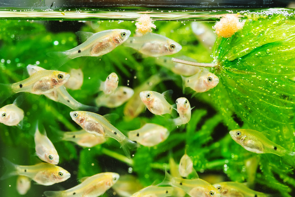 Is fish food online cheaper than in stores?