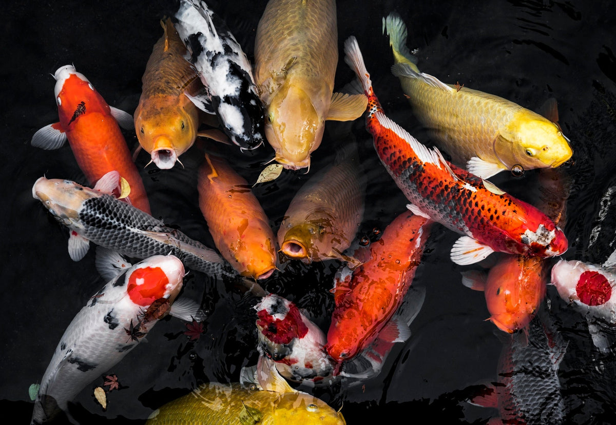 gold koi