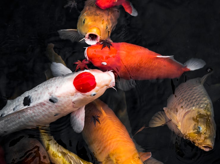 https://zenaquariumau.com/blogs/news/how-professional-breeders-select-champion-fish