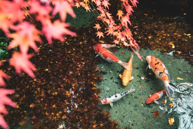 Koi Fish Behaviour 