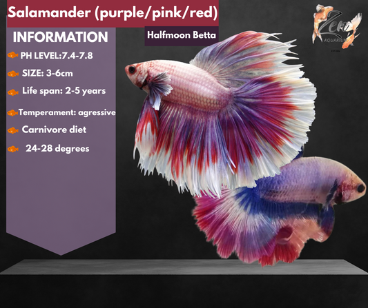 Salamander (Purple Pink Red)Halfmoon Male Betta