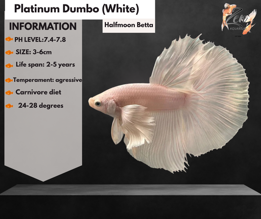Platinum Dumbo (White) Halfmoon Male Betta