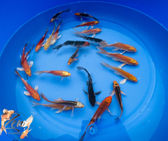 Premium Dragon Butterfly Koi Fish 11-14cm - Zen Aquarium AU