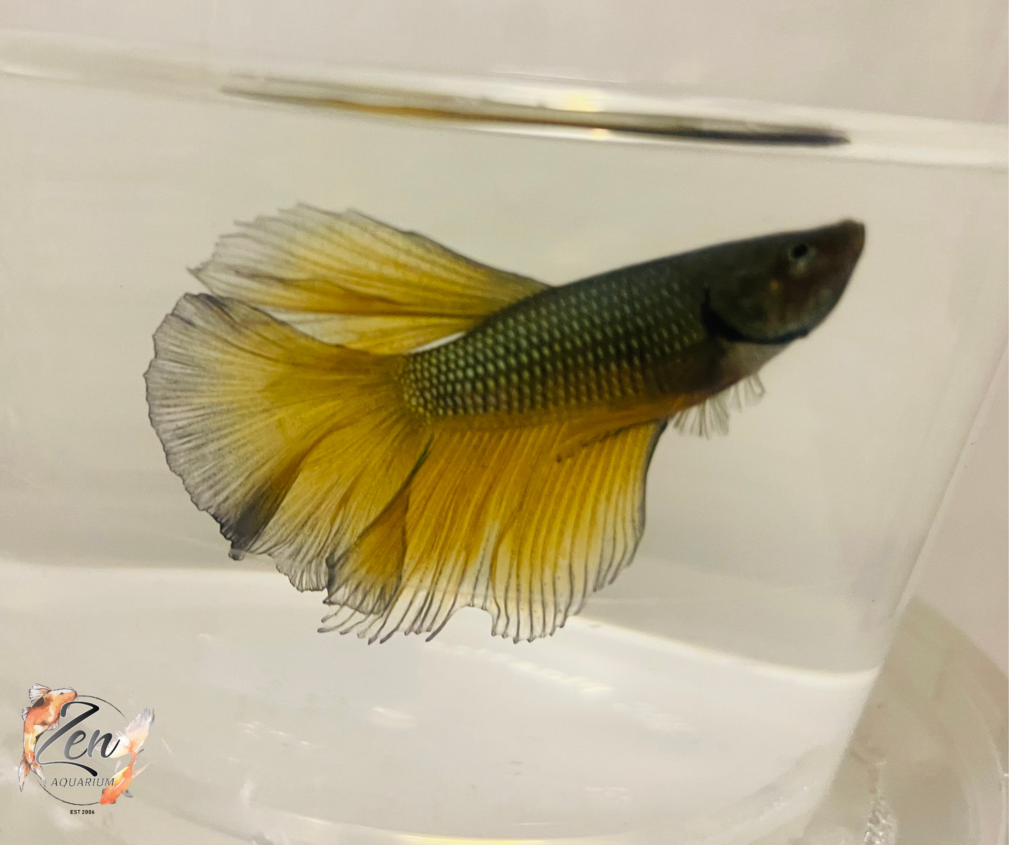 Male Halfmoon Betta (Available in store only)