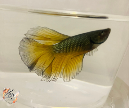 Male Halfmoon Betta (Available in store only)