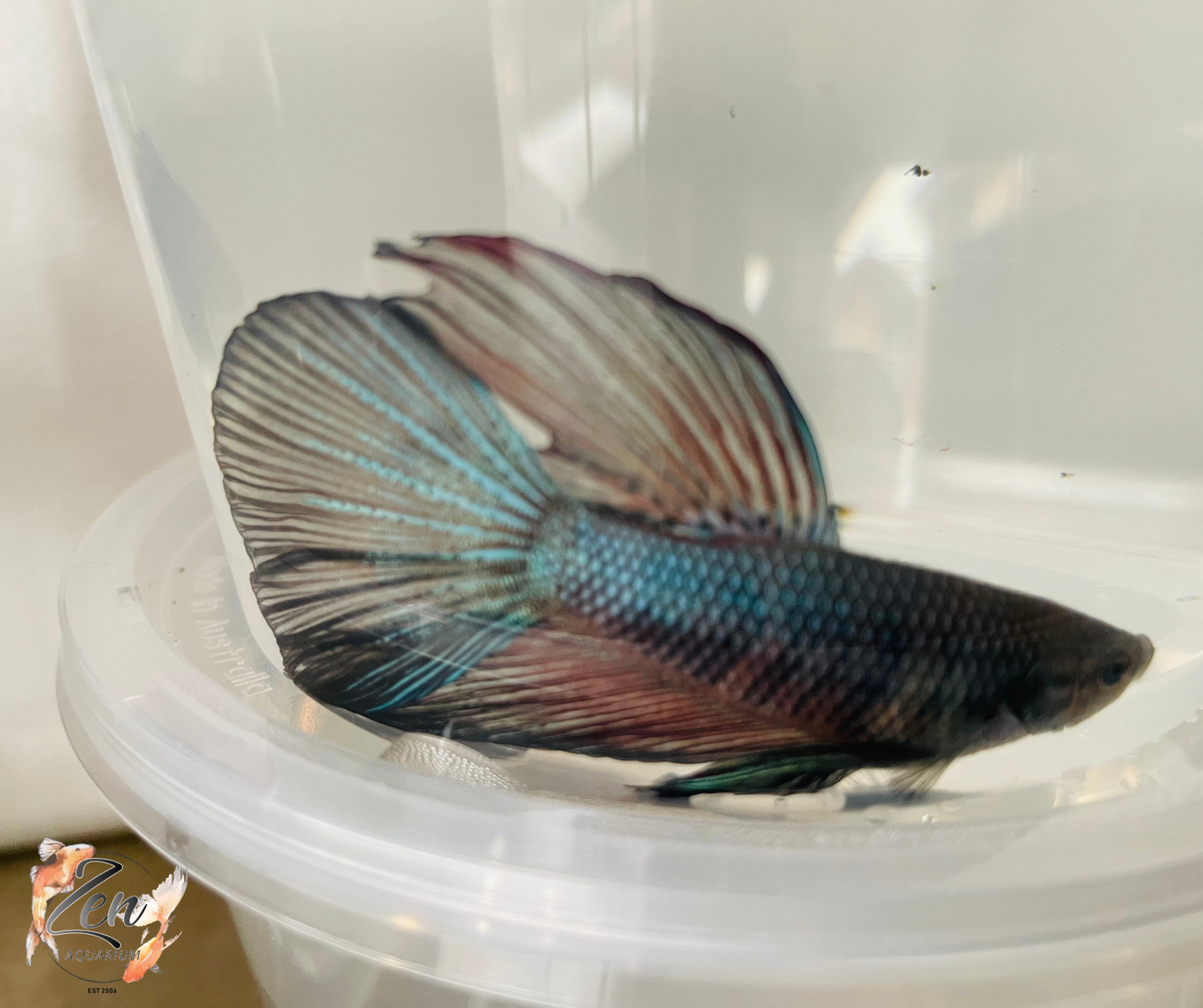 Male Halfmoon Betta (Available in store only)