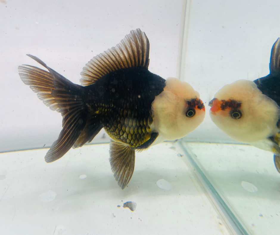 Tri Lemon Head Oranda Goldfish (10 cm)