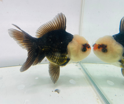 Tri Lemon Head Oranda Goldfish (10 cm)