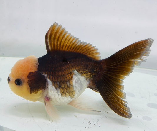 Panda Lemon Head Oranda Goldfish (10-11 cm)
