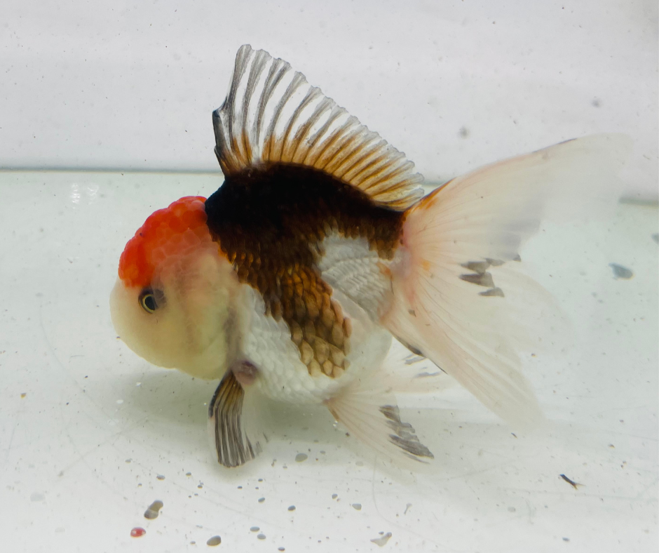 Tri Oranda Goldfish (9cm)