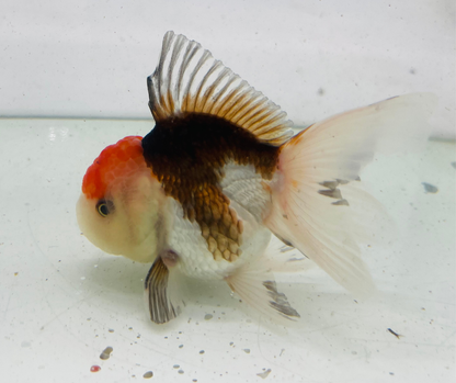 Tri Oranda Goldfish (9cm)