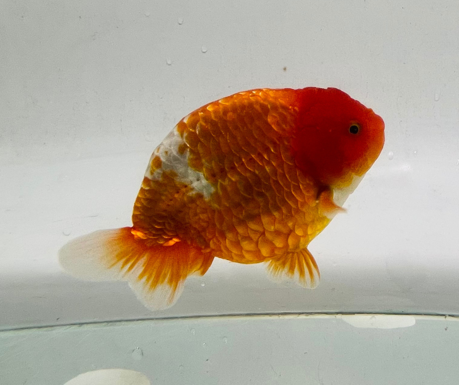 Red&White Ranchu Goldfish 11-12cm - Zen Aquarium AU