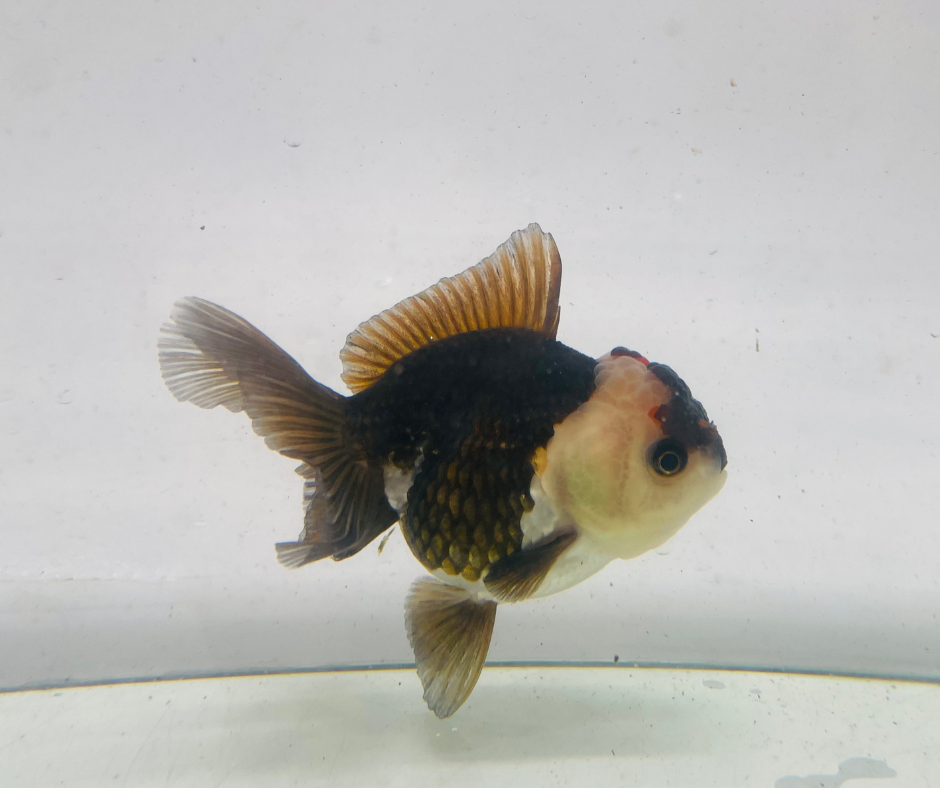 Tri Oranda Goldfish (9-10 cm)
