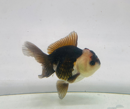 Tri Oranda Goldfish (9-10 cm)