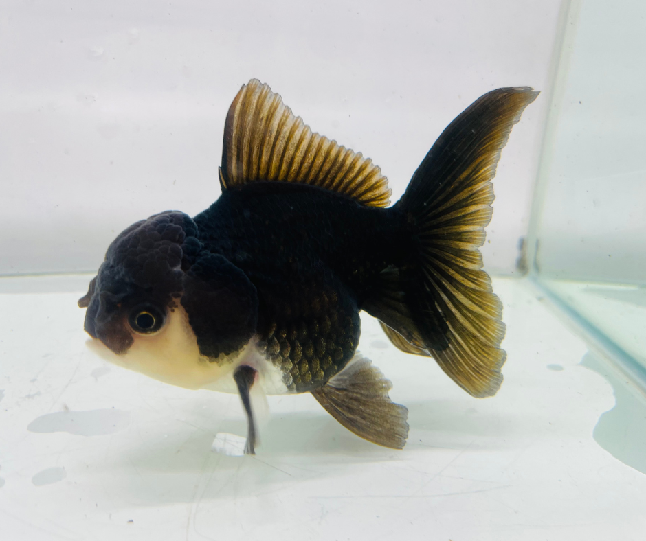 Black Panda Oranda Goldfish (10-11 cm)