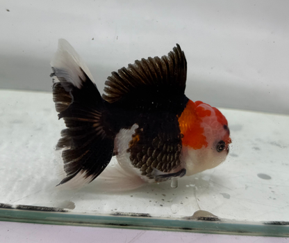 Tri Oranda Goldfish (10-11 cm)