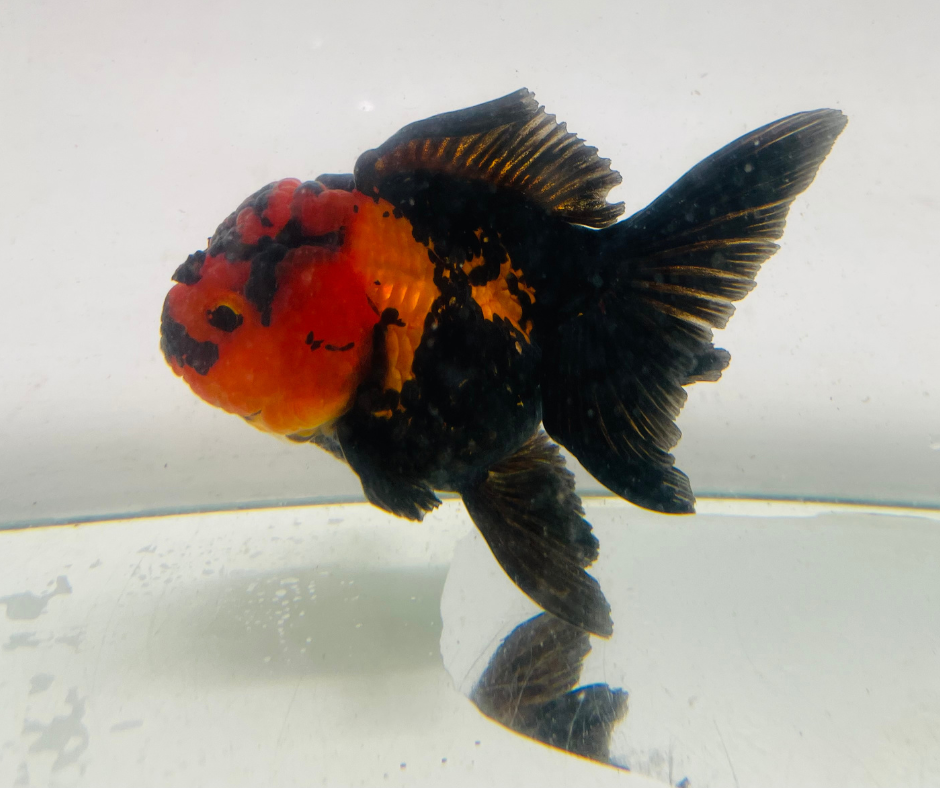 Red&Black Oranda Goldfish (10-11 cm) - Zen Aquarium AU