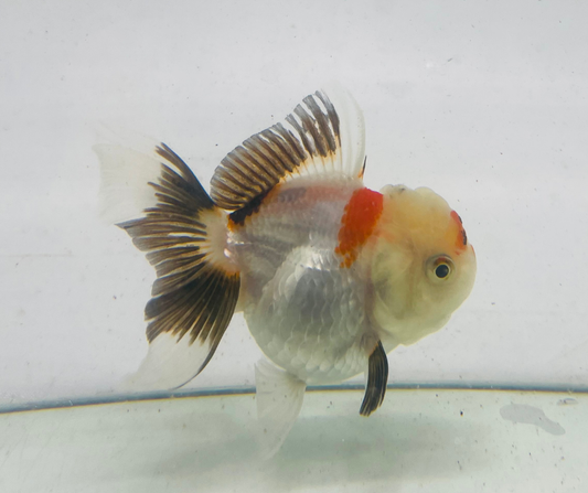 Tri Oranda Goldfish (9cm)