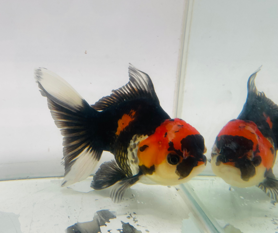 Tri Oranda Goldfish (11 cm)