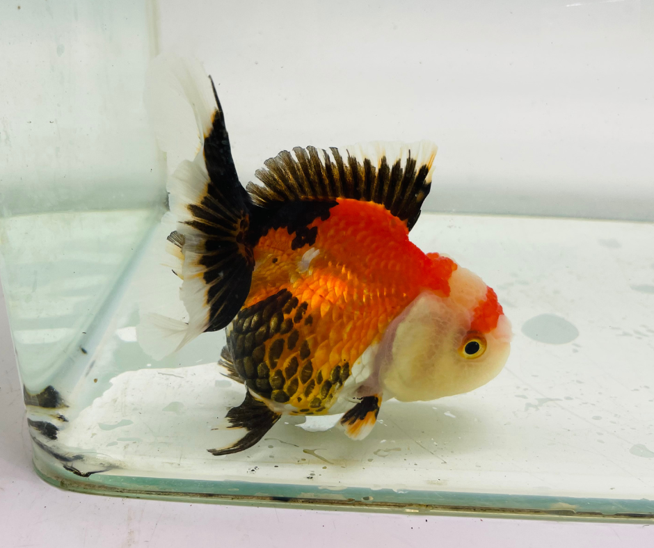 Tri Oranda Goldfish (9-10 cm)