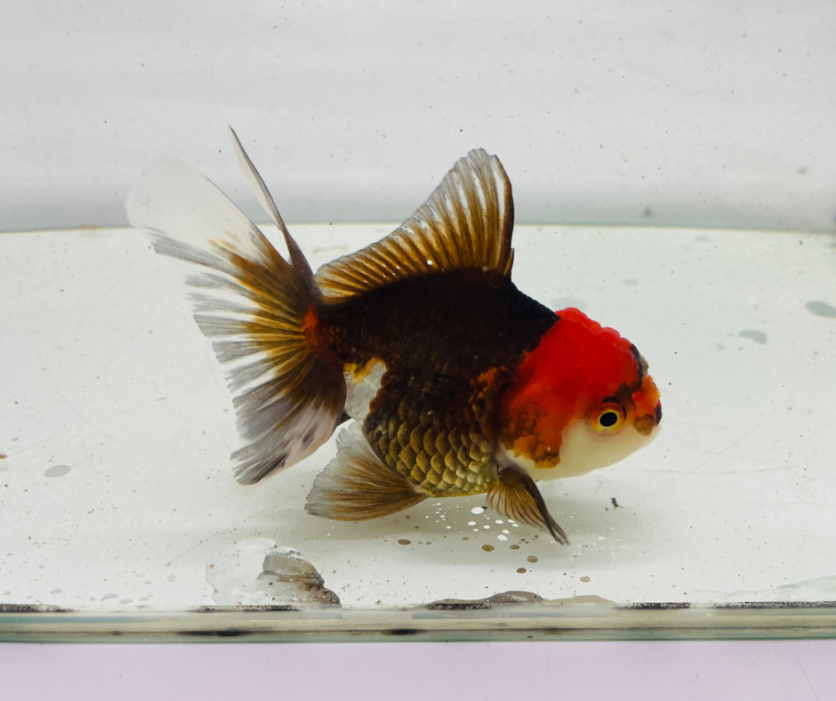 Tri Oranda Goldfish (9cm)