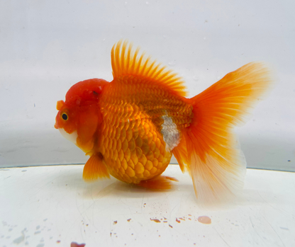 Rosetail Oranda Goldfish (12-13 cm)