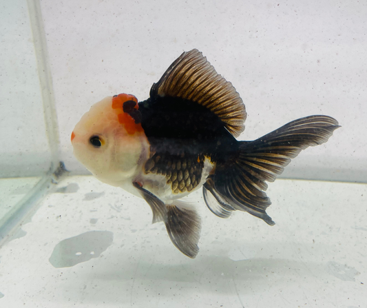 Tri Oranda Goldfish (9 cm)