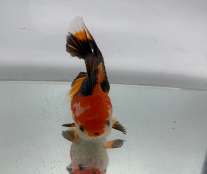 Tri Oranda Goldfish (10-11 cm)
