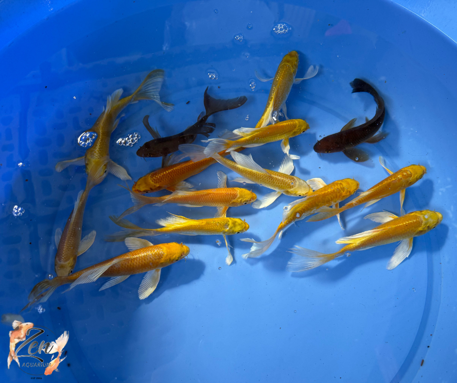 Butterfly Koi Fish 15-17cm