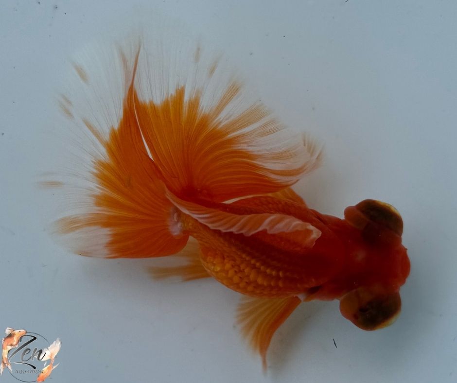 Red colour butterfly tails 10-11cm - G