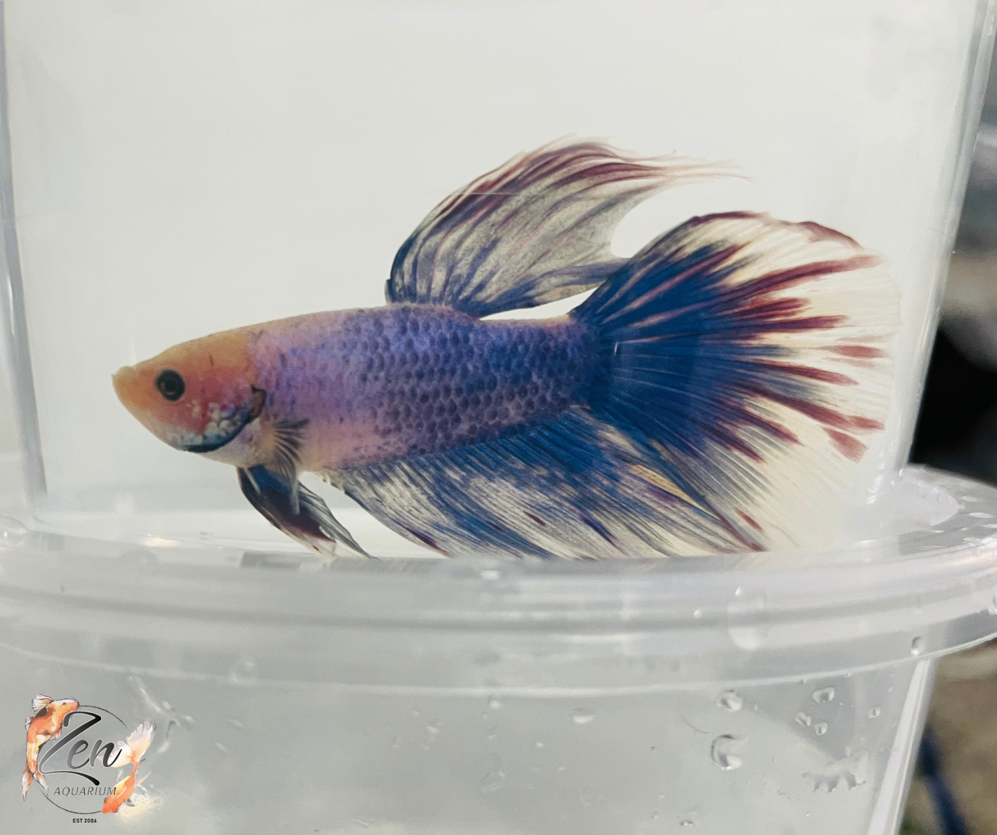 Male Halfmoon Betta (Available in store only)